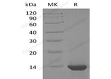 Recombinant Human Interleukin-4/IL-4 Protein (Active)