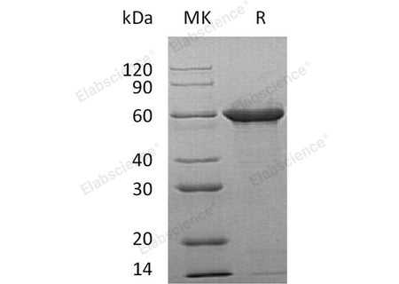 Recombinant Human Tau-F Protein