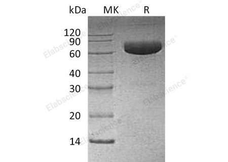 Recombinant Human PD-L1/B7-H1/CD274 Protein (mFc Tag) 