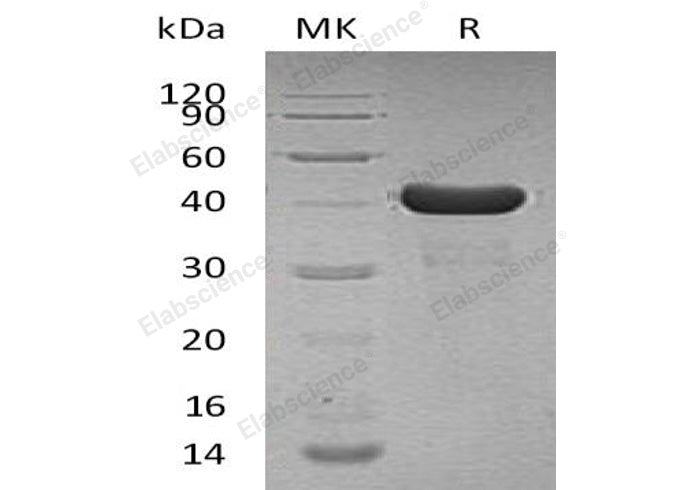 Recombinant Human Cyclophilin D/PPID Protein (His Tag)