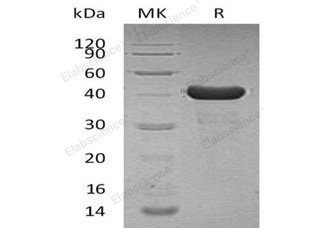 Recombinant Human Cyclophilin D/PPID Protein (His Tag)