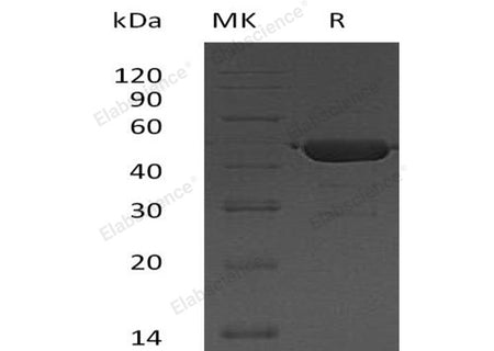 Recombinant Human UBE2G2 Protein (GST Tag)