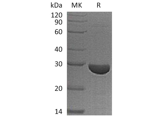 Recombinant Human S100A13 Protein