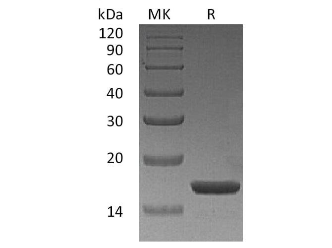 Recombinant Human IL-1A/IL-1α Protein