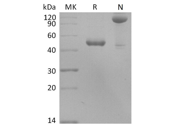 Recombinant Human BLyS/TNFSF13B/BAFF Protein (Fc Tag)