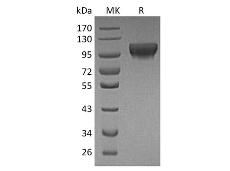 Recombinant Human HER4/ErbB4 Protein (His Tag)
