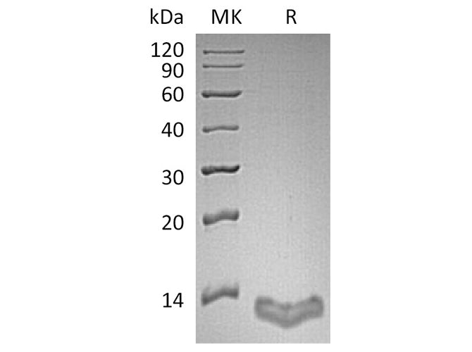 Recombinant Human S100A16/S100F Protein