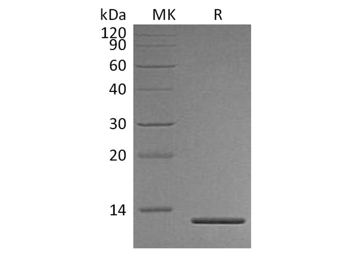 Recombinant Human Persephin/PSPN Protein (His Tag)