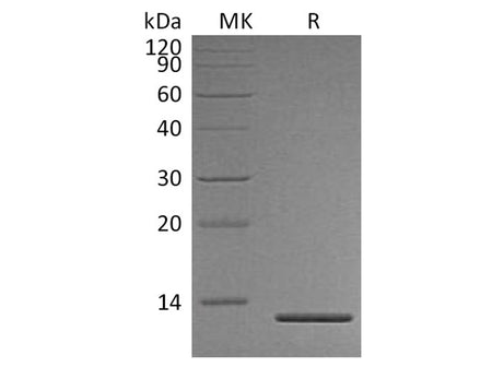 Recombinant Human Persephin/PSPN Protein (His Tag)