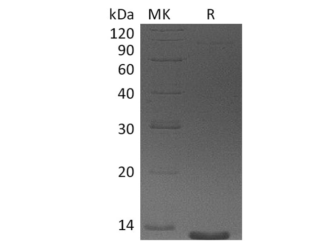 Recombinant Human Eotaxin-3/CCL26 Protein (aa 24-94)