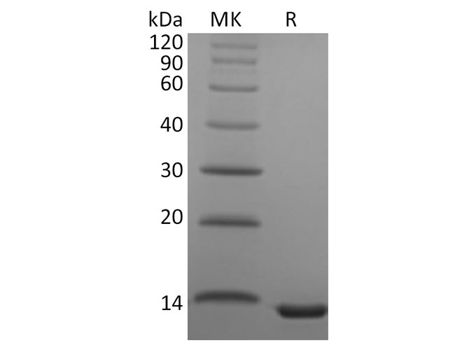 Recombinant Human CCL23 Protein