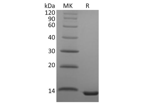 Recombinant Human CCL23 Protein