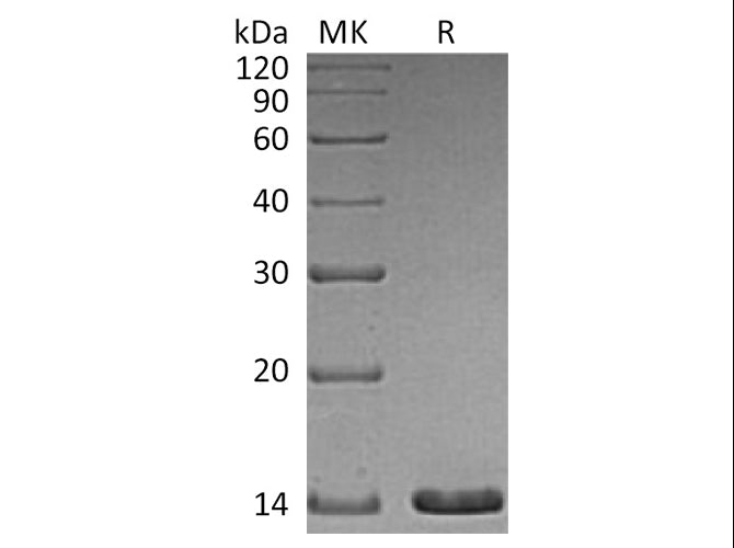 Recombinant Human Artemin Protein
