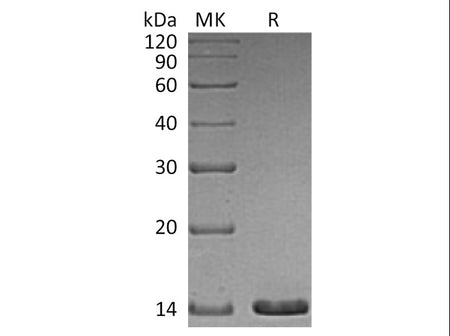 Recombinant Human Artemin Protein