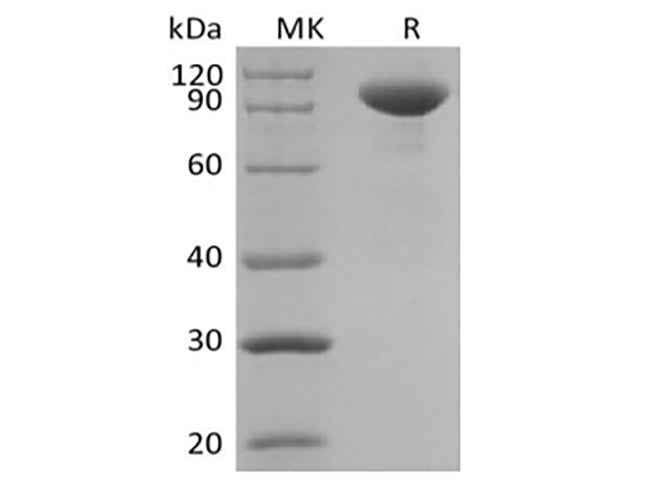 Recombinant Human Interleukin-23/IL-23 (C-Fc)