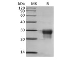 Recombinant Human Placenta Growth Factor/PGF/PIGF/PLGF (C-6His)
