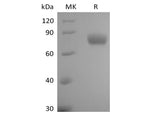 Recombinant Human Leukocyte Ig-Like Receptor B1/ LILRB1/ILT2/CD85j (C-6His-Avi) Biotinylated