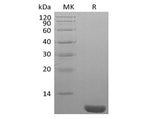 Recombinant Human NEDD8