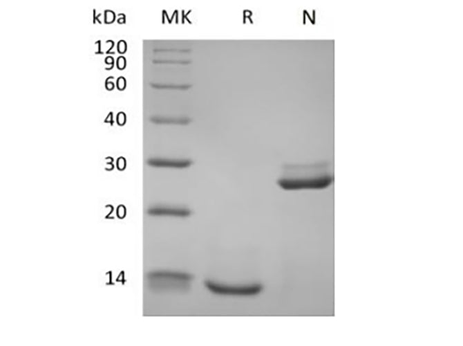 Recombinant Human Transforming Growth Factor Beta-1/TGFB1 Biotinylated