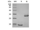 Recombinant Human Transforming Growth Factor Beta-1/TGFB1 Biotinylated