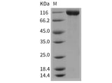 Recombinant Mouse Contactin 2/CNTN2 Protein (His Tag)