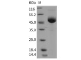 Recombinant Mouse LY-96/ESOP-1 Protein (Fc Tag)