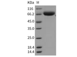 Recombinant Mouse ART4/CD297 Protein (Fc Tag)