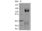 Recombinant Mouse Contactin 5/CNTN5 Protein (His Tag)(Active)