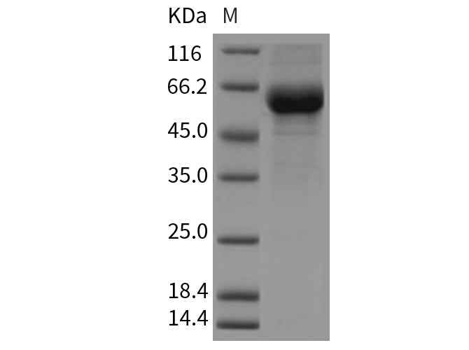 Recombinant Mouse CREG/CREG1 Protein (Fc Tag)