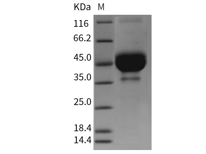 Recombinant Mouse TETHERIN/BST2 Protein (Fc Tag)
