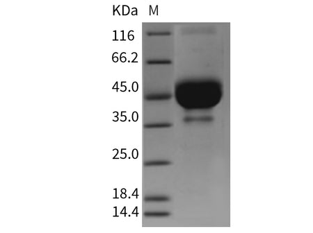 Recombinant Mouse TETHERIN/BST2 Protein (Fc Tag)