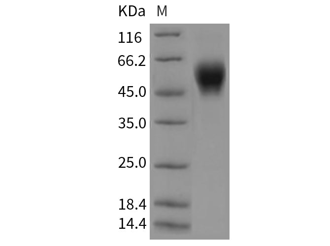 Recombinant Mouse LAIR1 Protein (Fc Tag)