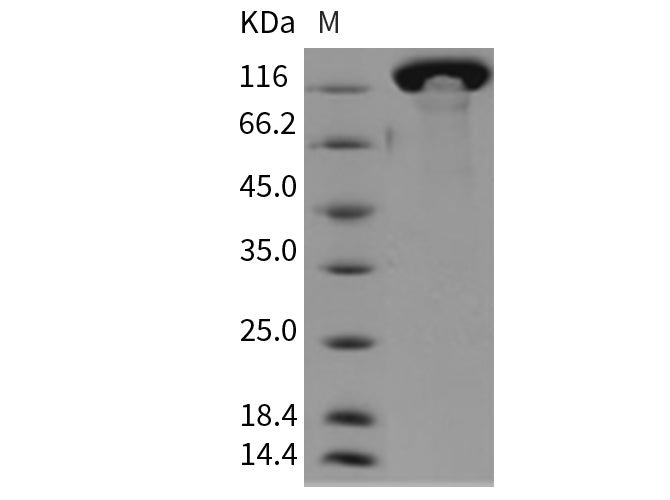 Recombinant Mouse Contactin 3/CNTN3 Protein (His Tag)