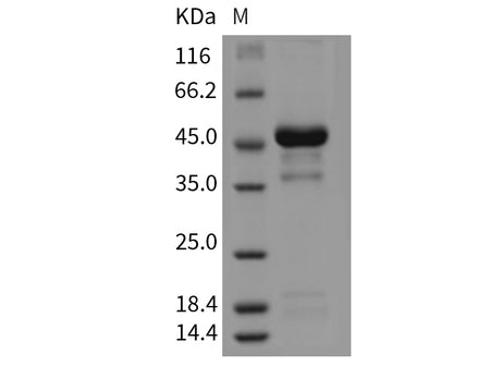 Recombinant Mouse Pleiotrophin/PTN/HB-GAM Protein (Fc Tag)