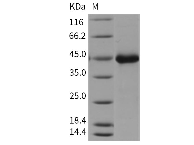 Recombinant Mouse Wnt Inhibitory Factor 1/WIF1 Protein (His Tag)