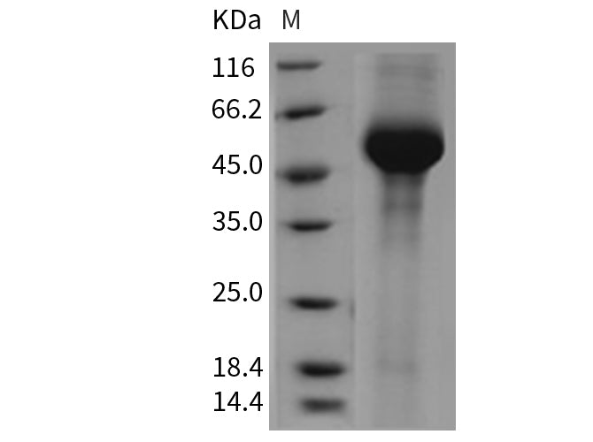 Recombinant Mouse alpha-Galactosidase A/GLA Protein (His Tag)(Active)