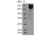 Recombinant Mouse Contactin 1/CNTN1 Protein (His Tag)