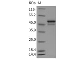 Recombinant Mouse SerpinI1/Neuroserpin Protein (His Tag)