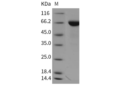 Recombinant Mouse TROP2/TACSTD2 Protein (Fc Tag)(Active)
