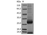 Recombinant Mouse Apolipoprotein A-I/ApoAI Protein (His Tag)