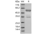 Recombinant Mouse HMGB1/HMG1 Protein (Fc Tag)(Active)
