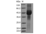 Recombinant Mouse GFRA3/GFR-alpha-3 Protein (His Tag) - MSE Supplies LLC
