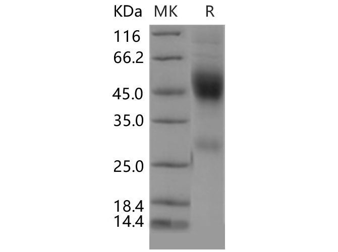 Recombinant Mouse Neurexophilin-1/NXPH1 Protein (His Tag)
