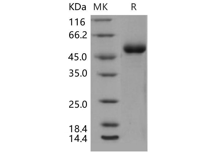 Recombinant Mouse DDR1 Kinase/MCK10 Protein (His Tag)