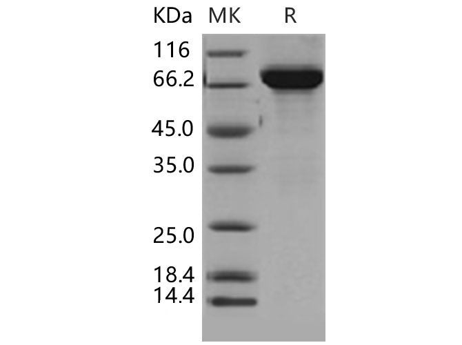 Recombinant Mouse THOP1 Protein (His Tag)(Active)