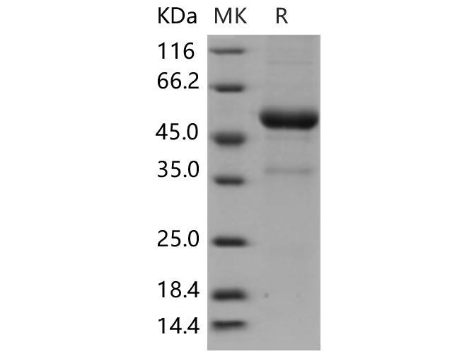 Recombinant Mouse KLRB1F/NKR-P1F Protein (Fc Tag)
