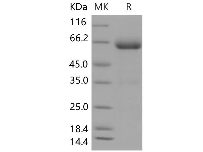 Recombinant Mouse B7-DC/PD-L2/CD273 Protein (Fc Tag)(Active)