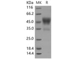 Recombinant Mouse CD24 Protein (Fc Tag)