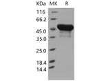 Recombinant Mouse BLMH/BLM Hydrolase Protein (His Tag)(Active)