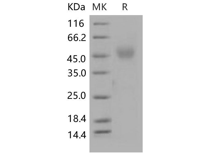 Recombinant Mouse NEGR1 Protein (His Tag)